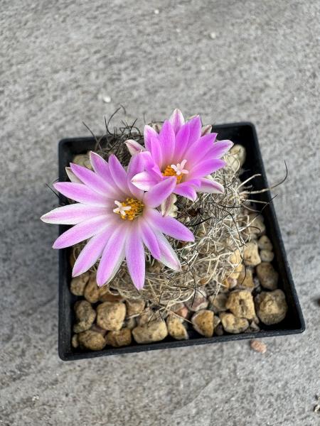 Turbinicarpus lausseri